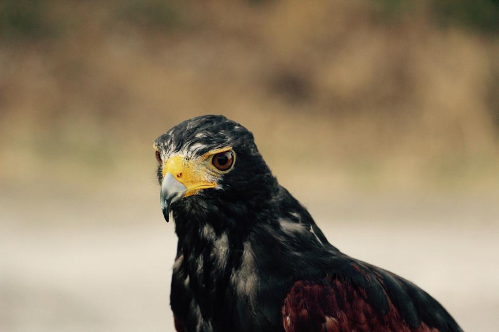 Free Image of Close Up of Bird With Blurry Background 