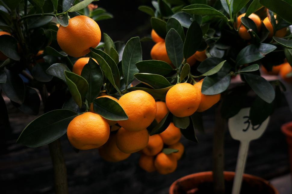 Free Image of Tree Filled With Ripe Oranges 