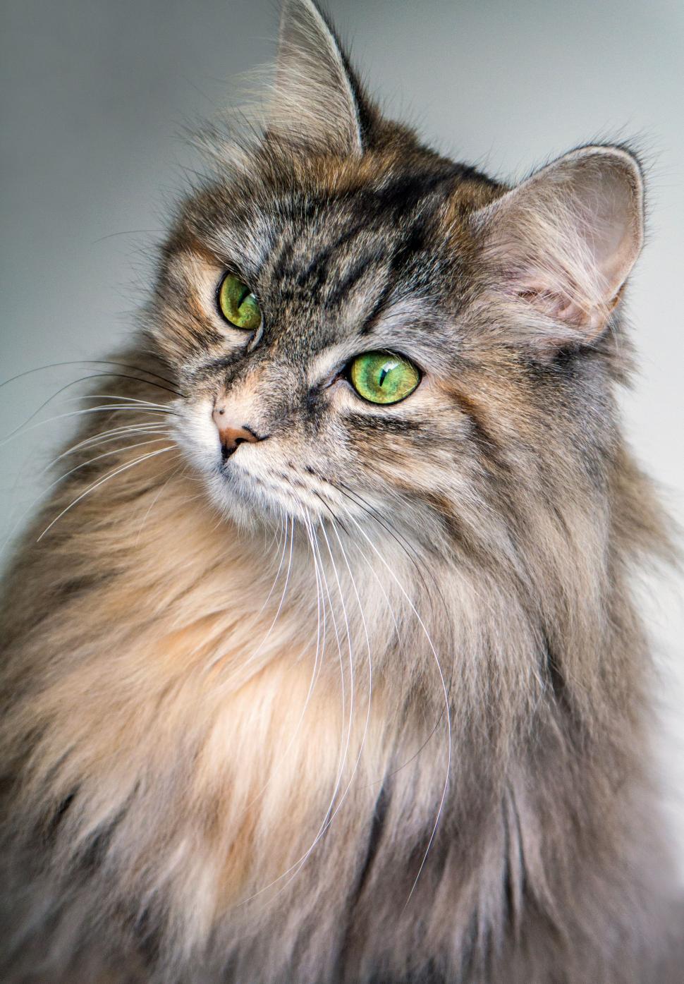 Free Image of Long Haired Cat With Green Eyes Looking at Camera 