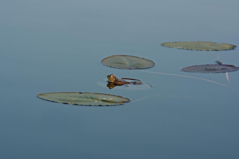 Free Image of Floating Water Lilies in a Pond 
