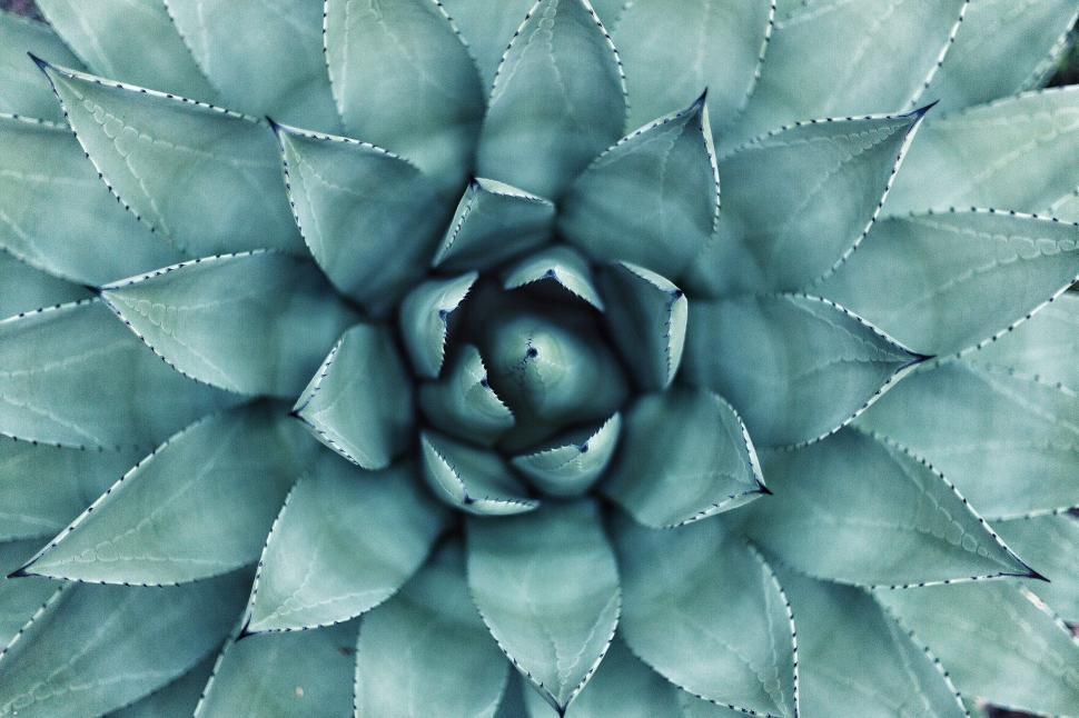 Free Image of Close Up of a Green Plant With Leaves 