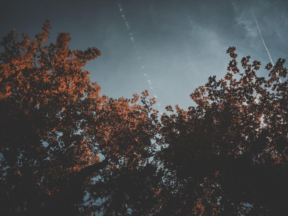 Free Image of Sky View Through Trees 