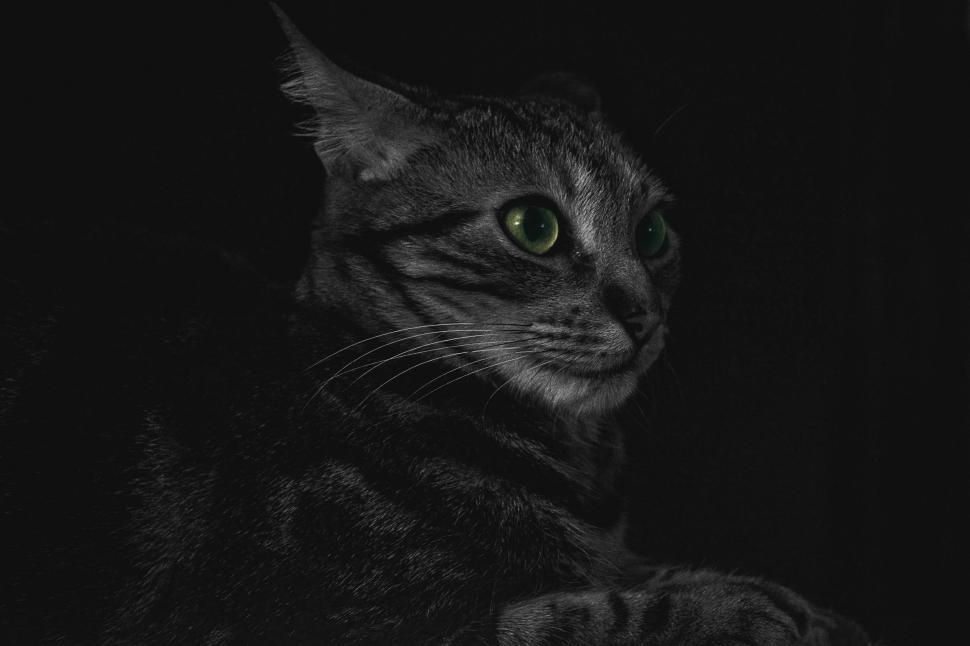 Free Image of Graceful Black and White Cat 