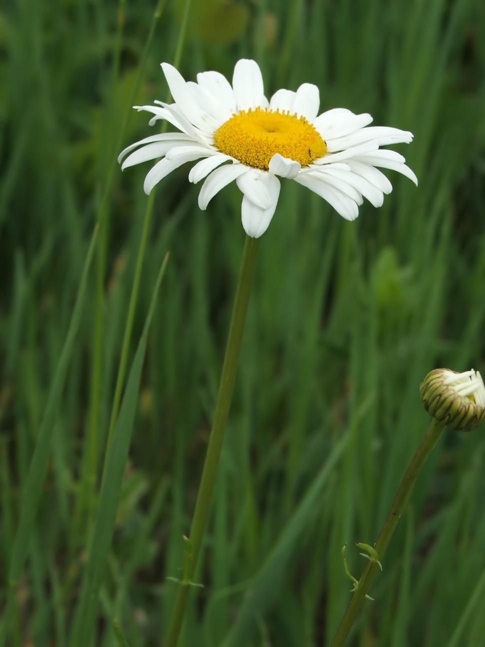 Free Image of Flower 