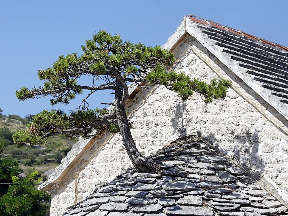 Free Image of Bonsai 