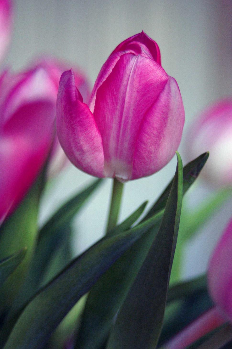 Free Image of Purple Flower 