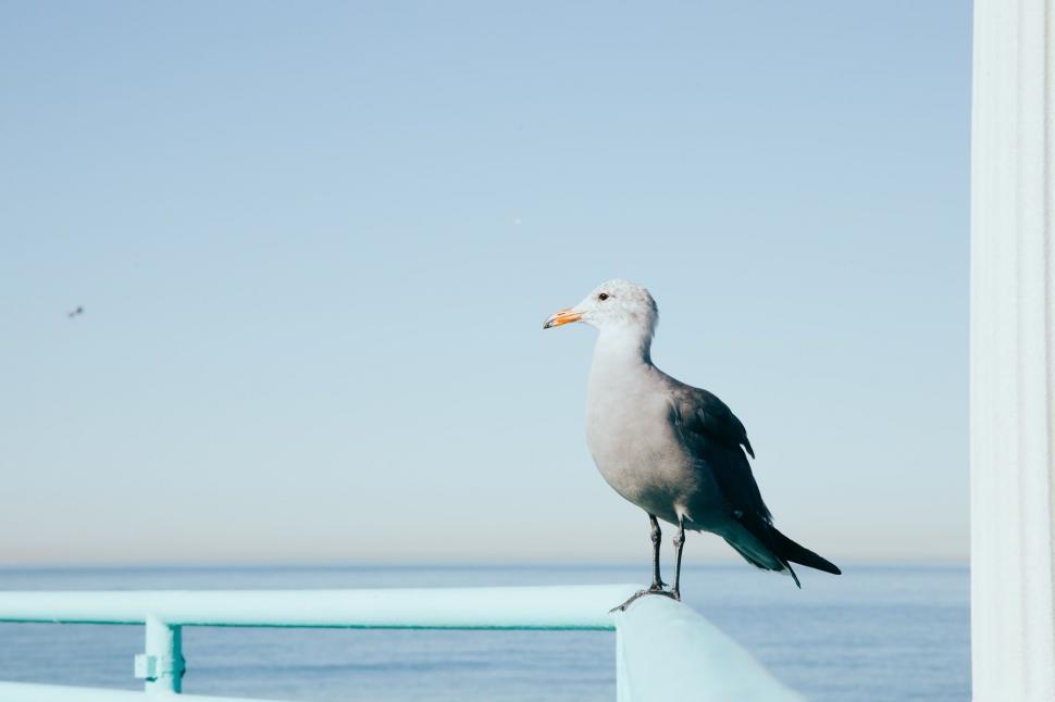 Free Image of Seagull Standing on Ledge by Ocean 