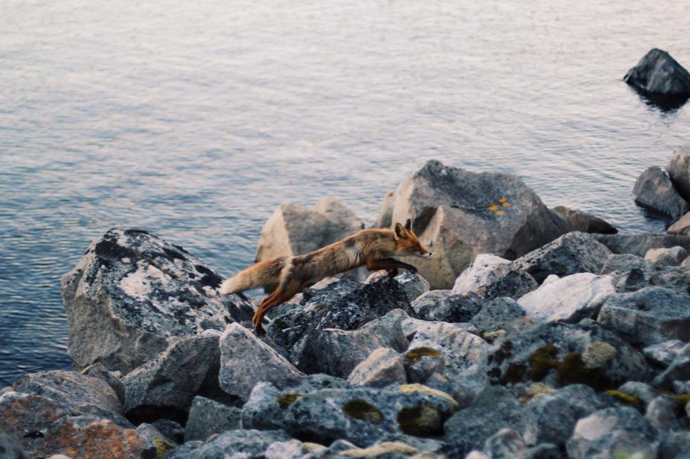 Free Image of Dog Standing on Rocks Near Water 