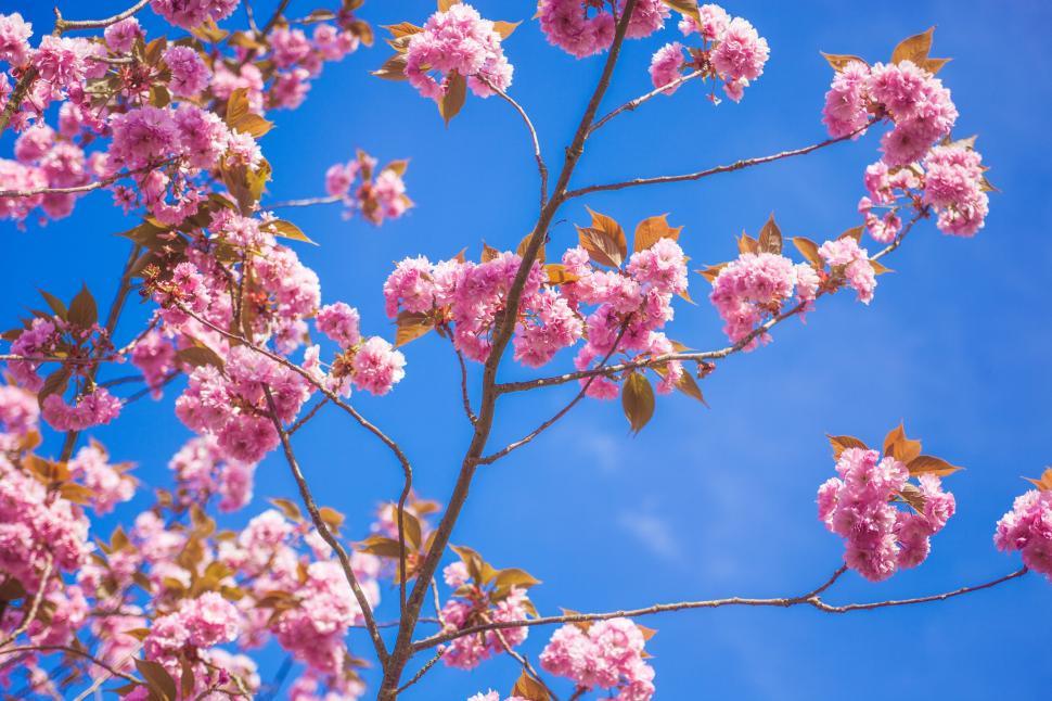 Free Image of Pink Flowers Blooming on Tree Branches 