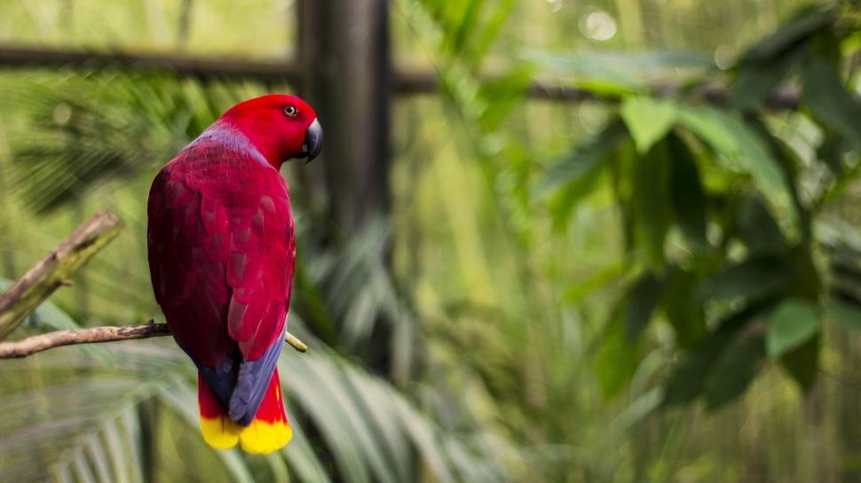 Free Image of Red and Yellow Bird Perched on Tree Branch 