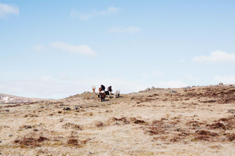 Free Image of Group of People Riding Horses Across Dry Grass Field 