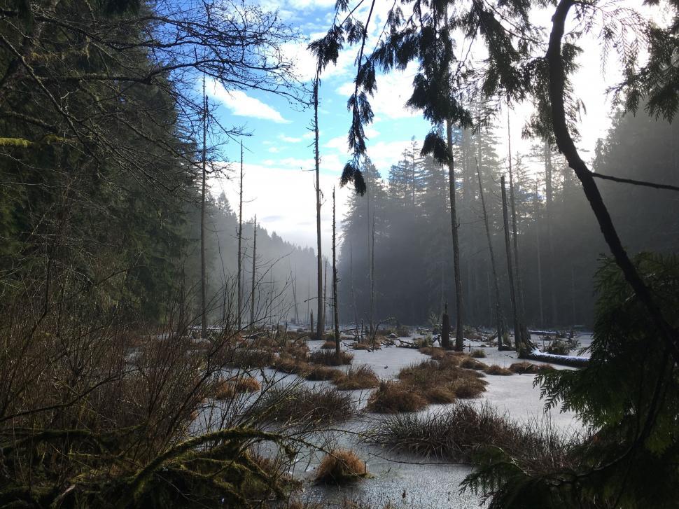 Free Image of Snow-Covered Forest Filled With Trees 