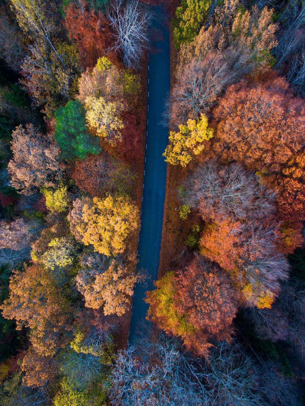 Free Image of Aerial View of Road Surrounded by Trees 
