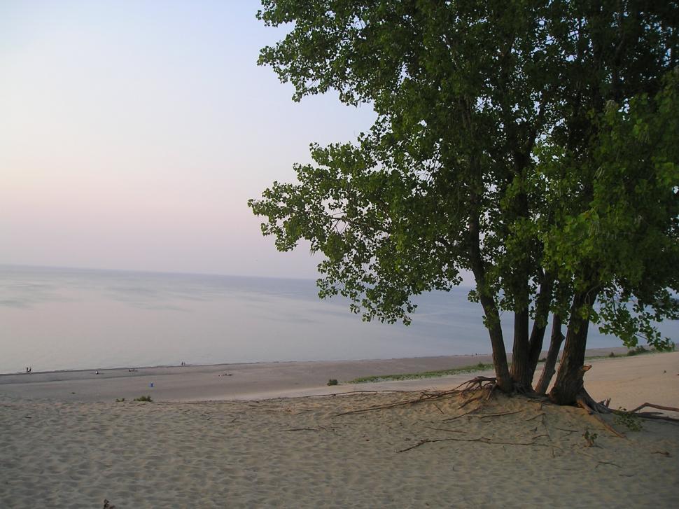 Free Image of Tree in Mount Baldy 