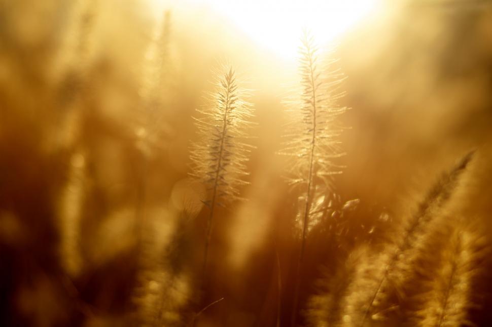 Free Image of Sun Shining Through Tall Grass 