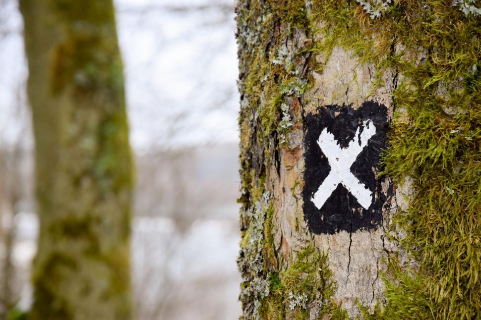Free Image of Close Up of Tree With Cross 