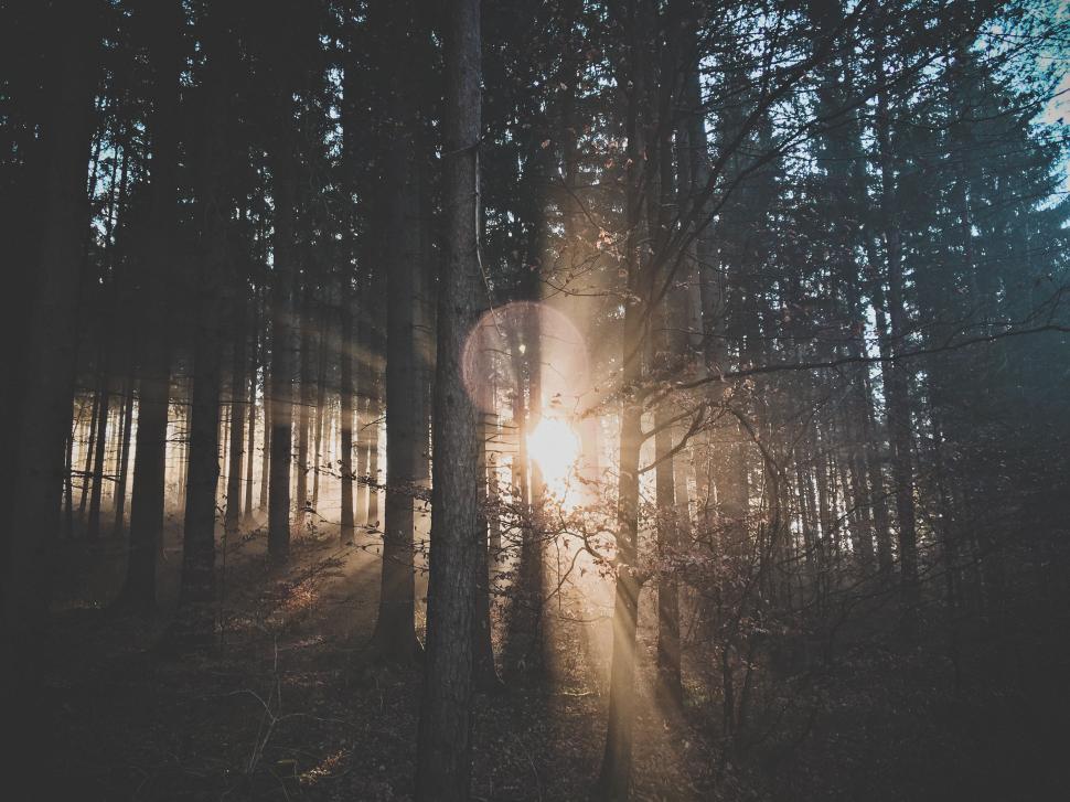 Free Image of Sun Shining Through Trees in Woods 