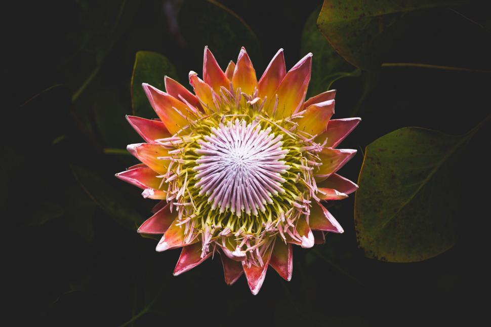 Free Image of Close Up of a Flower on Black Background 