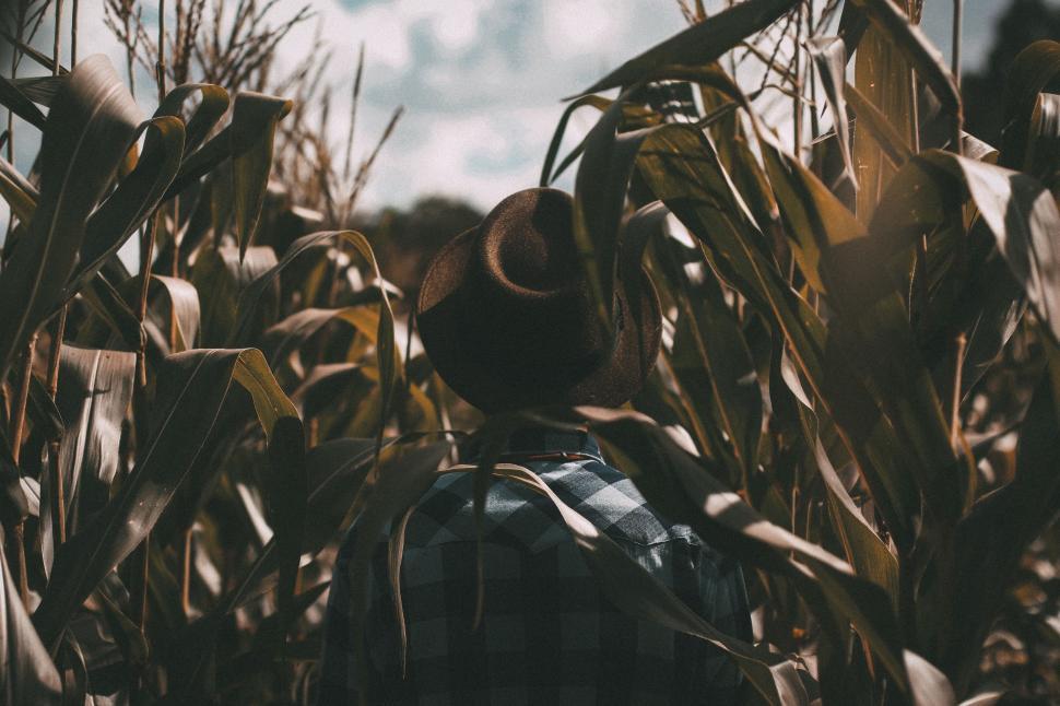 Free Image of Person Standing in a Cornfield 