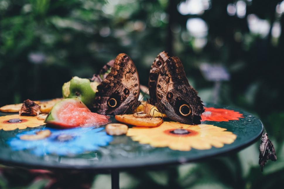 Free Image of Butterfly Perched on Fruit-Covered Table 
