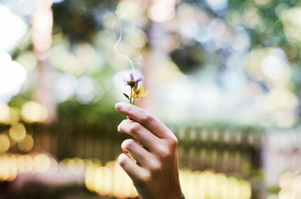 Free Image of Person Holding Flower in Hand 