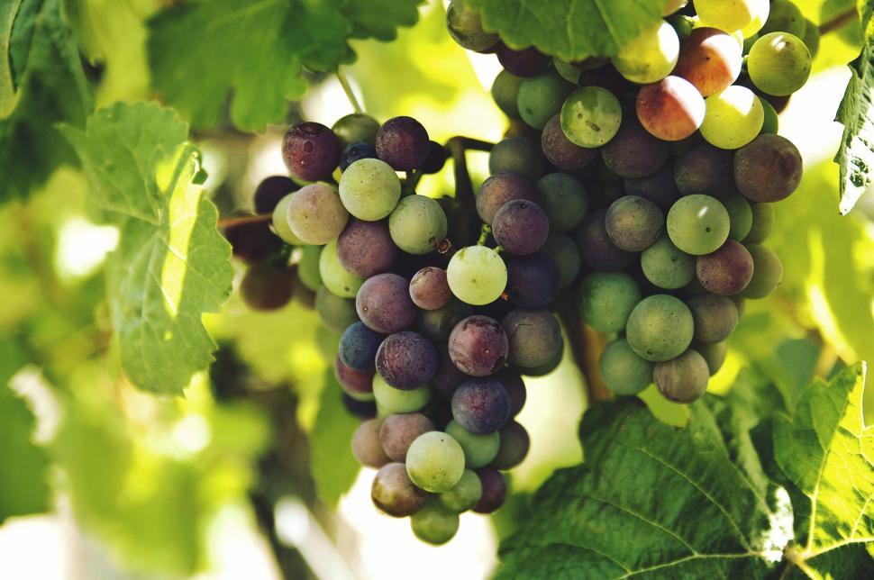 Free Image of Cluster of Grapes Hanging From Vine 