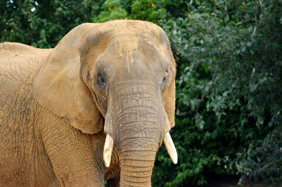 Free Image of Large Elephant Standing Next to Lush Green Forest 
