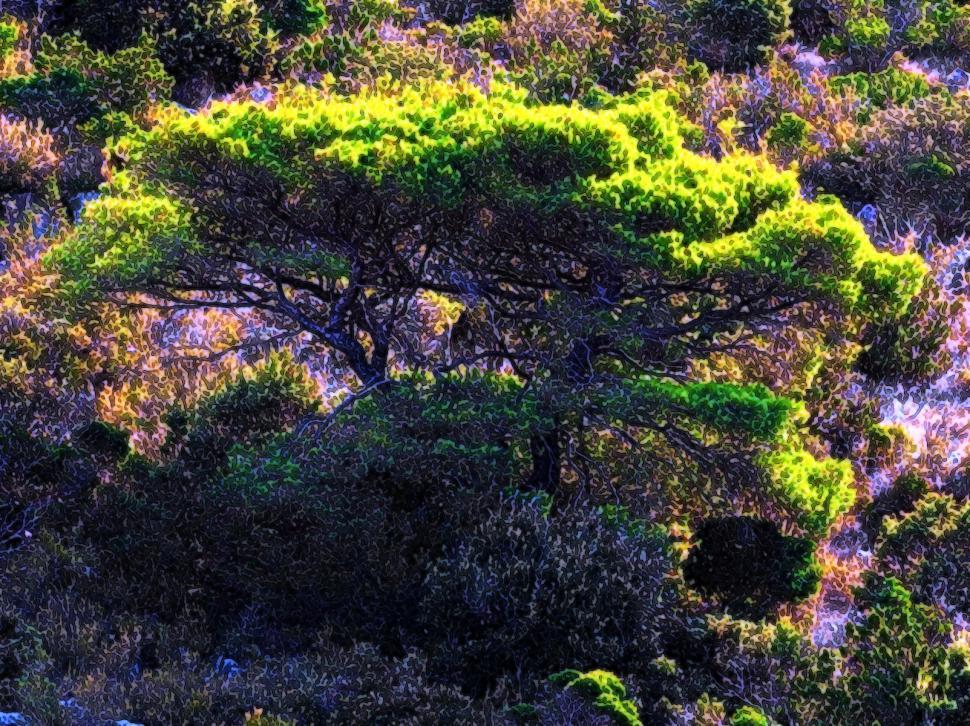 Free Image of The tree 