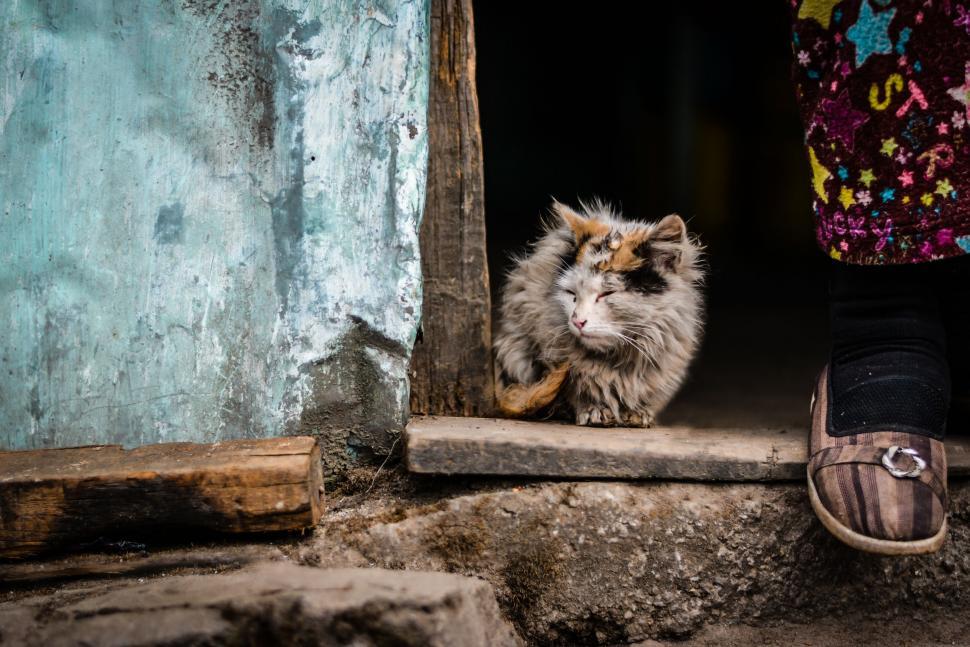 Free Image of Cat Sitting in Doorway Beside Person 