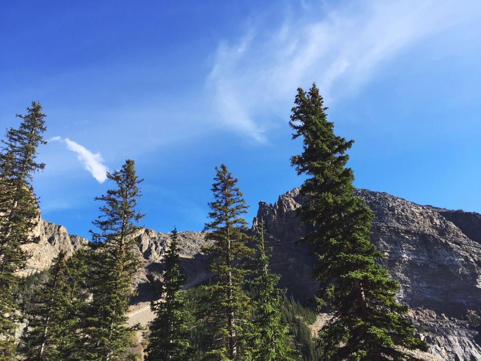 Free Image of Group of Trees in Front of a Mountain 