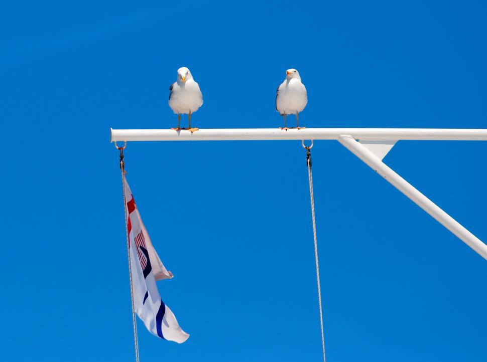 Free Image of Birds 