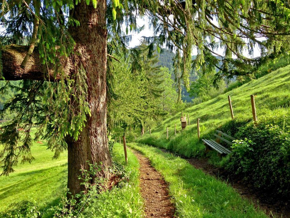 Free Image of Dirt Path Cutting Through Lush Green Field 