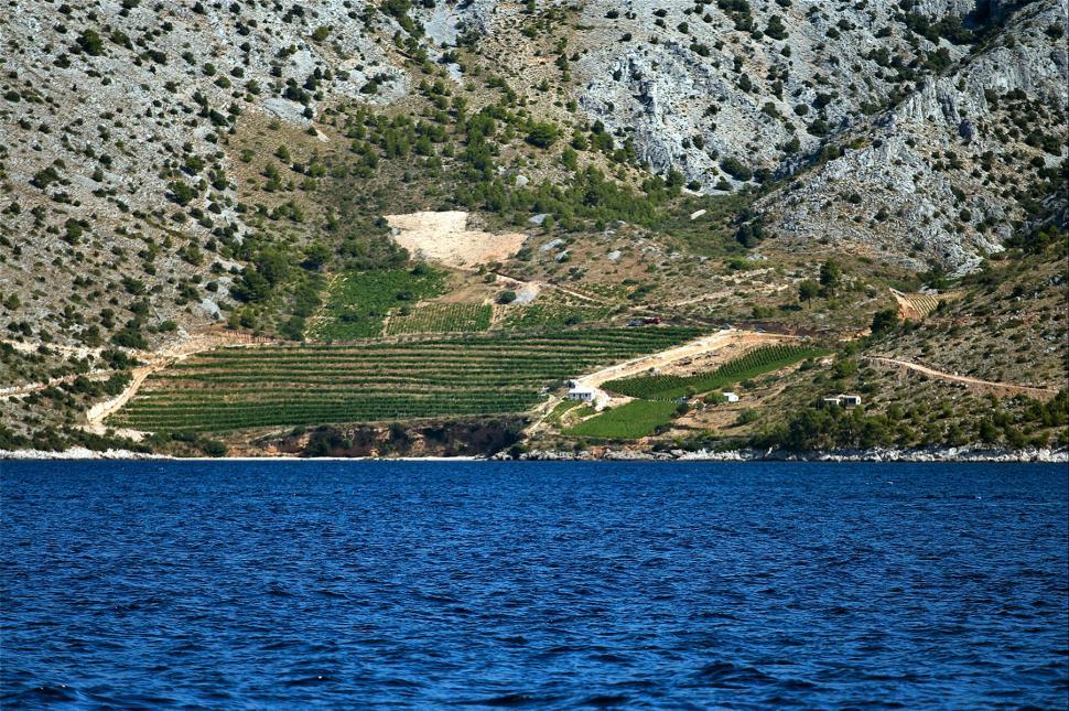 Free Image of Vineyard 