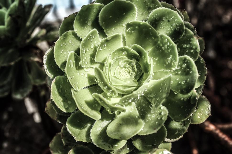 Free Image of Green Plant With Water Droplets 