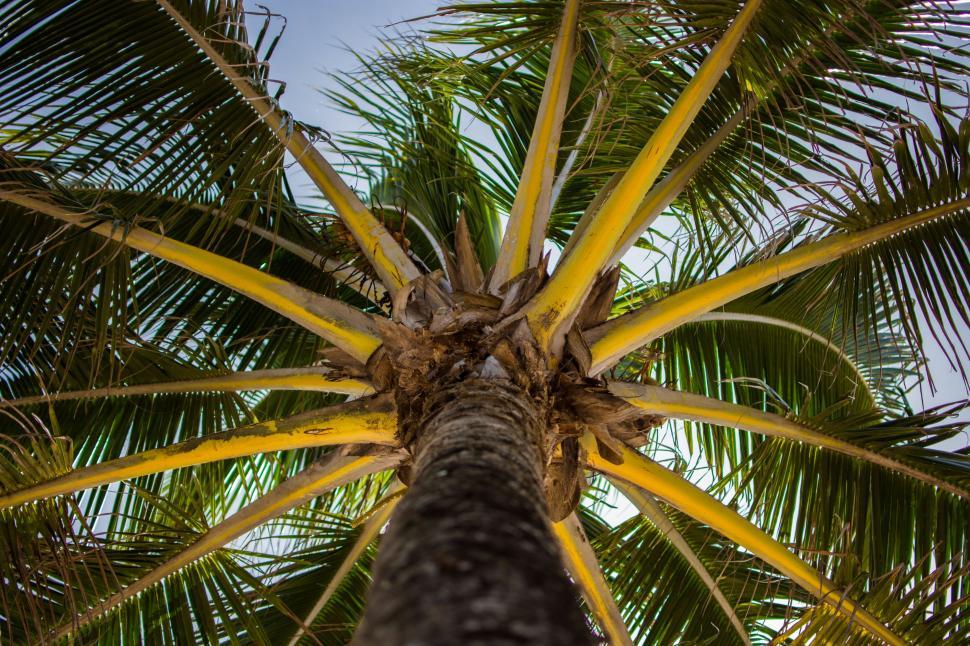 Free Image of Tall Palm Tree Against Sky Background 