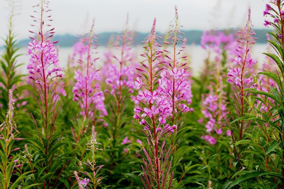 Free Image of Field of Purple Flowers Next to Body of Water 