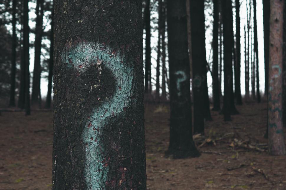 Free Image of Tree in Forest With White Arrow 