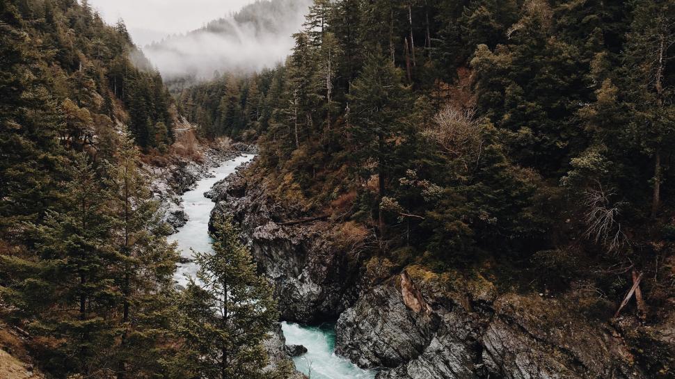 Free Image of River Flowing Through Dense Forest 