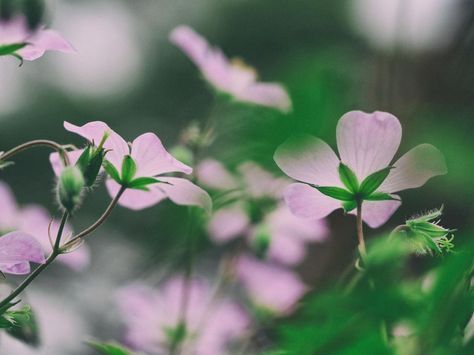 Free Image of Cluster of Flowers Growing in Grass 