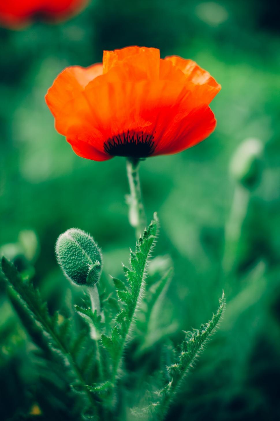 Free Image of Close Up of a Flower With Blurry Background 