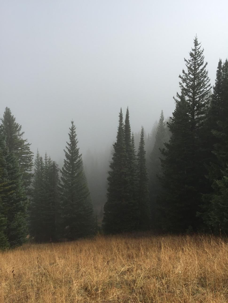 Free Image of Grassy Field With Trees and Fog in the Background 
