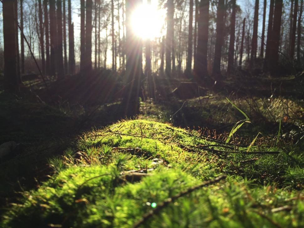 Free Image of Sun Shining Through Trees in the Woods 