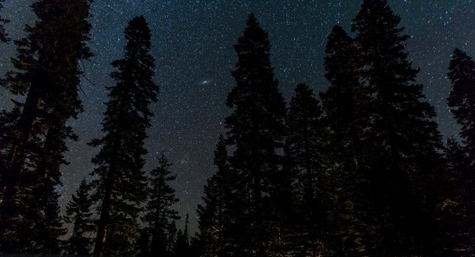 Free Image of Starry Night Sky With Trees 