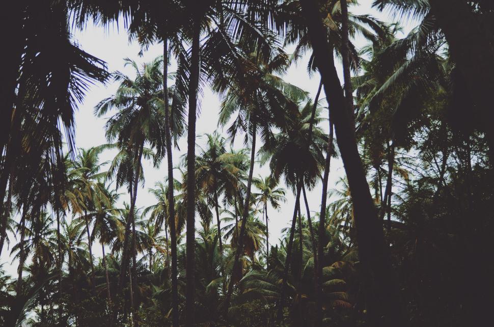 Free Image of Group of Palm Trees Against Sky Background 