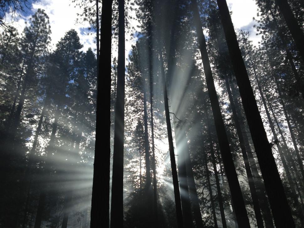Free Image of Sun Shining Through Trees in Forest 