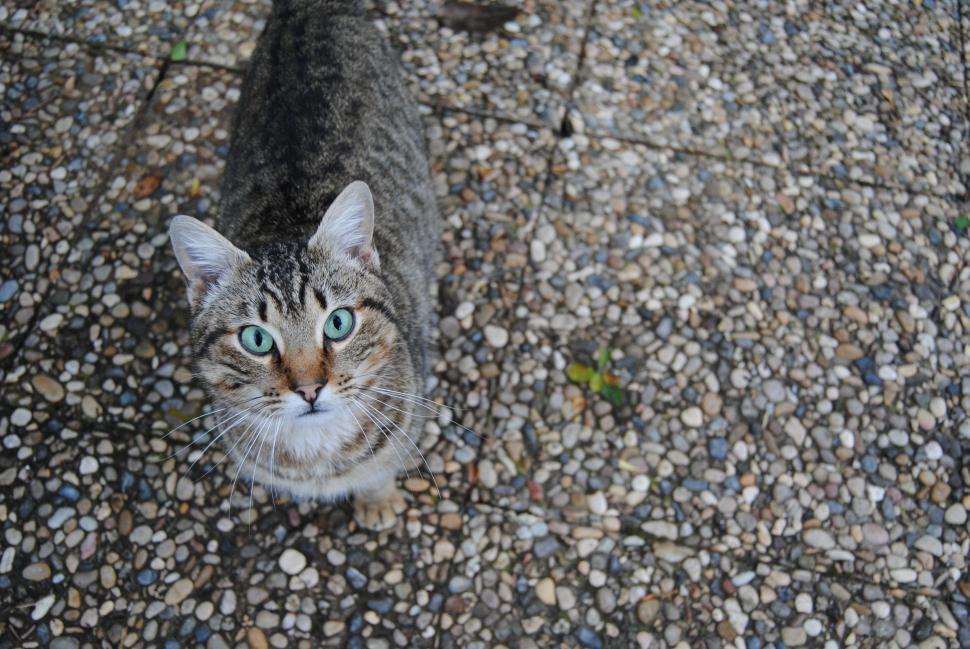 Free Image of Cat With Blue Eyes Looking Up 