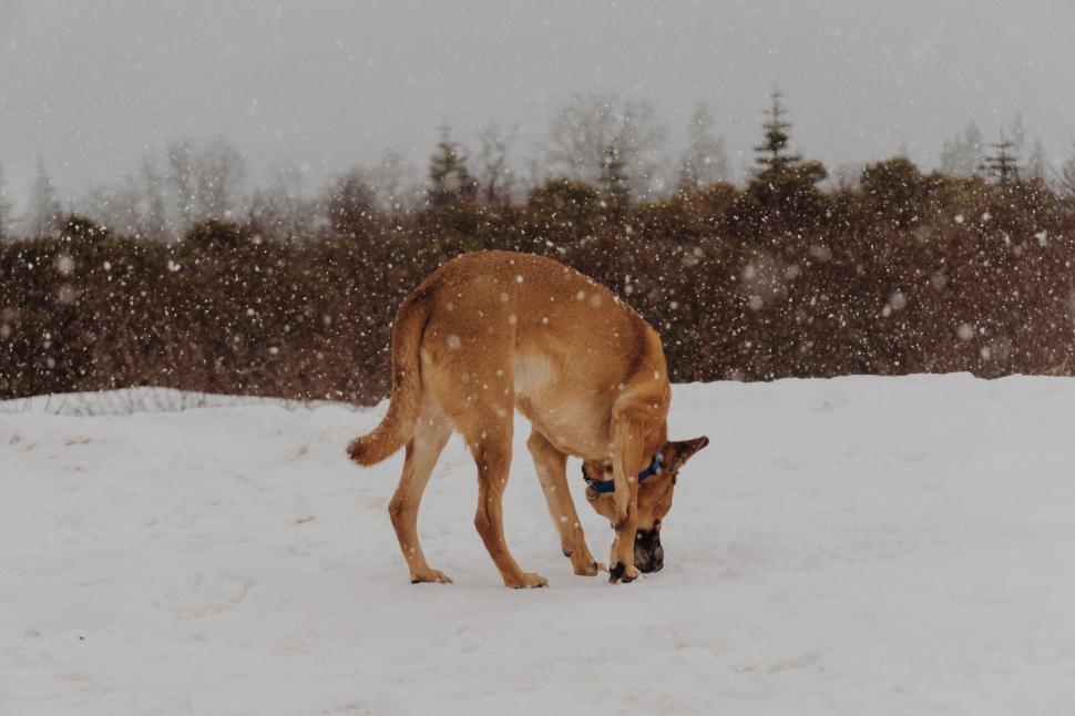 Free Image of Dog Standing in Snow Eating 