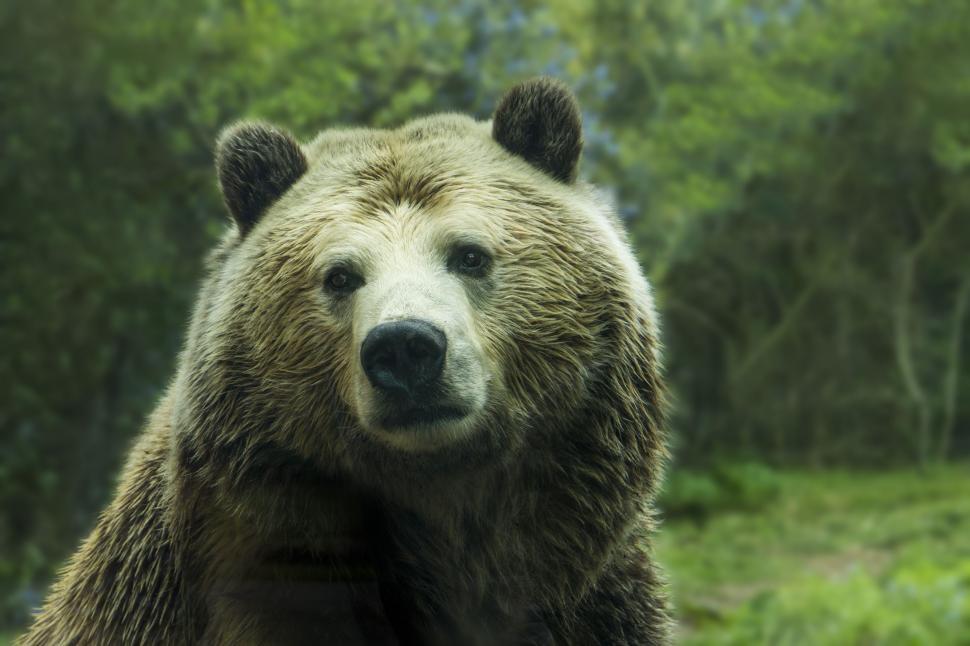 Free Image of Brown Bear Standing on Top of Lush Green Forest 