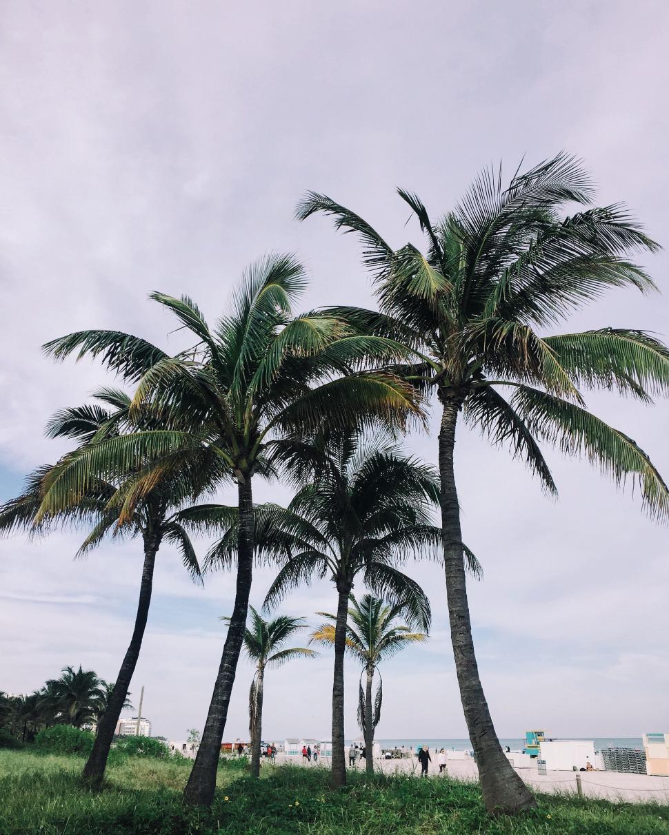 Free Image of Two Palm Trees in Lush Green Field 