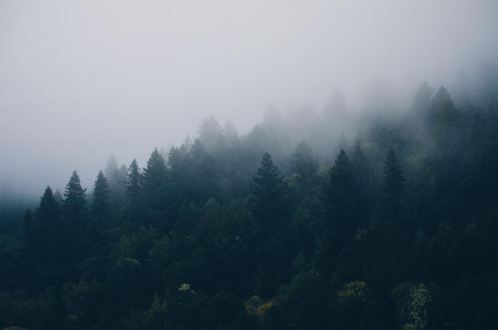 Free Image of Foggy Forest in Black and White 